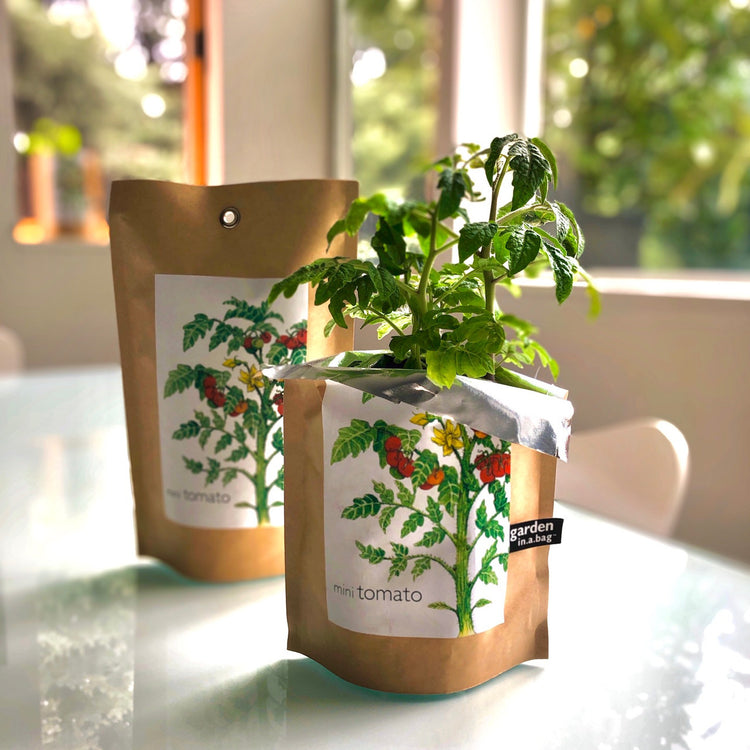 Potting Shed Creations - Mini Tomato